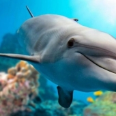 It turned out that dolphins are self-medicating with the help of corals