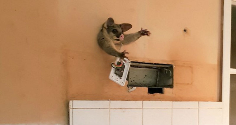 "It's because someone eats too much": possum tried to sneak into the kitchen for a treat, but got stuck halfway