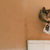 "It's because someone eats too much": possum tried to sneak into the kitchen for a treat, but got stuck halfway