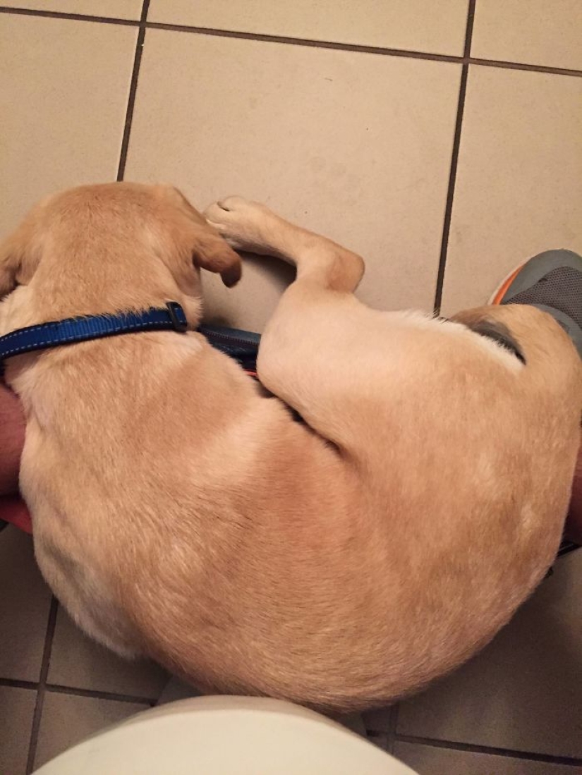 "It's time to buy bigger pants": a labrador puppy can't leave its owner even in the toilet