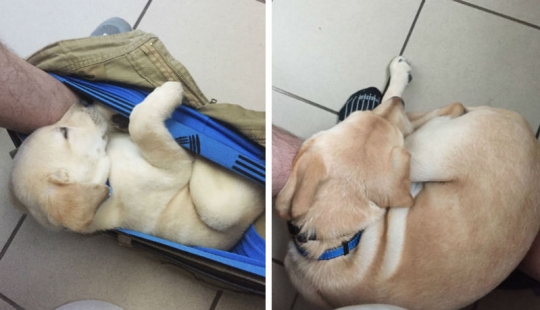 "It's time to buy bigger pants": a labrador puppy can't leave its owner even in the toilet