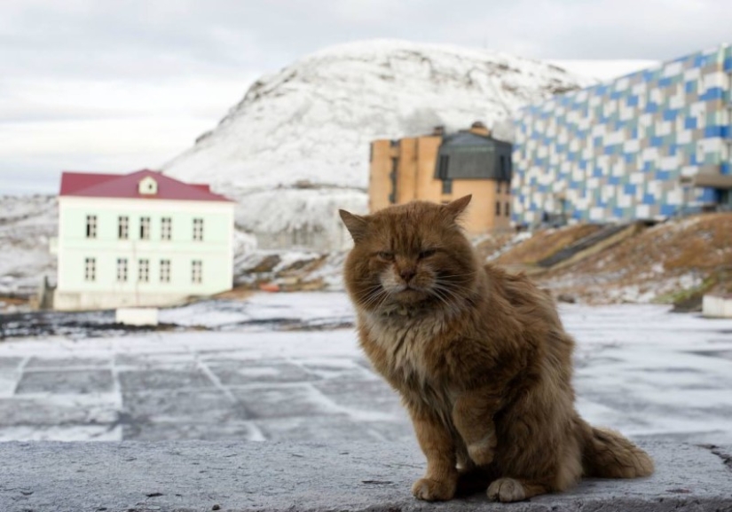 James el gato: por qué el único gato de Svalbard se esconde debajo de los documentos de otra persona