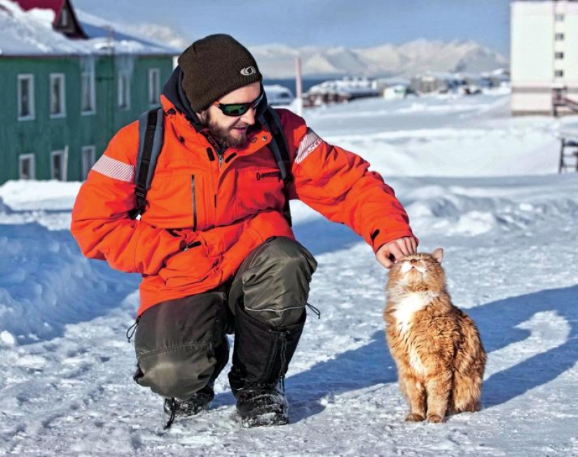 James el gato: por qué el único gato de Svalbard se esconde debajo de los documentos de otra persona