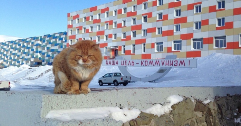 James the Cat: why Svalbard's only cat is hiding under someone else's documents