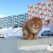 James the Cat: why Svalbard's only cat is hiding under someone else's documents