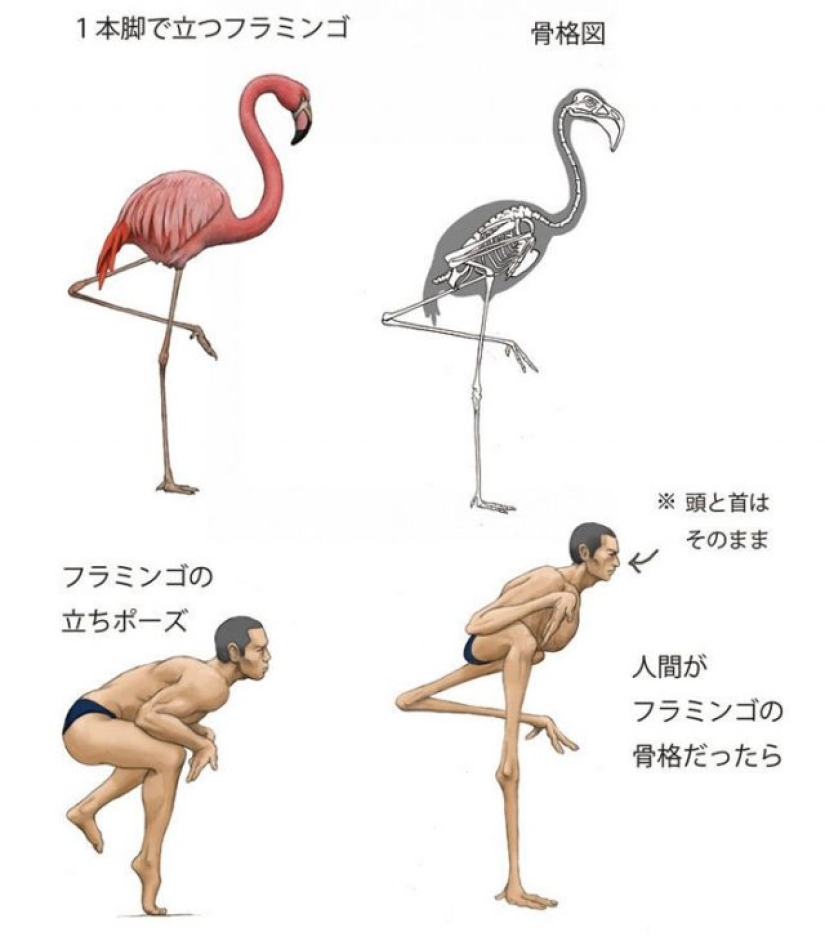 Japanese illustrator shows what people would look like if we had the bones of various animals