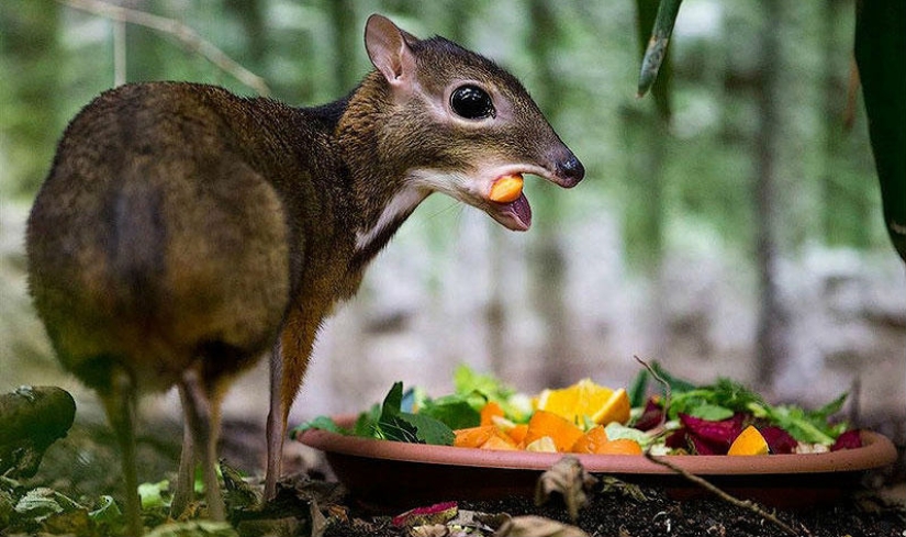 Kanchil is an amazing baby deer from the tropics
