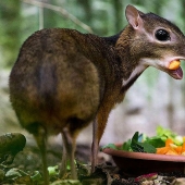 Kanchil is an amazing baby deer from the tropics