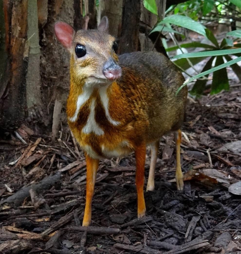 Kanchil is an amazing baby deer from the tropics