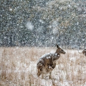 Kangaroos under the snow and other natural wonders of Australia in the photo contest Nature Photographer of the Year 2019