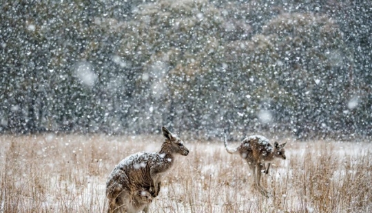 Kangaroos under the snow and other natural wonders of Australia in the photo contest Nature Photographer of the Year 2019