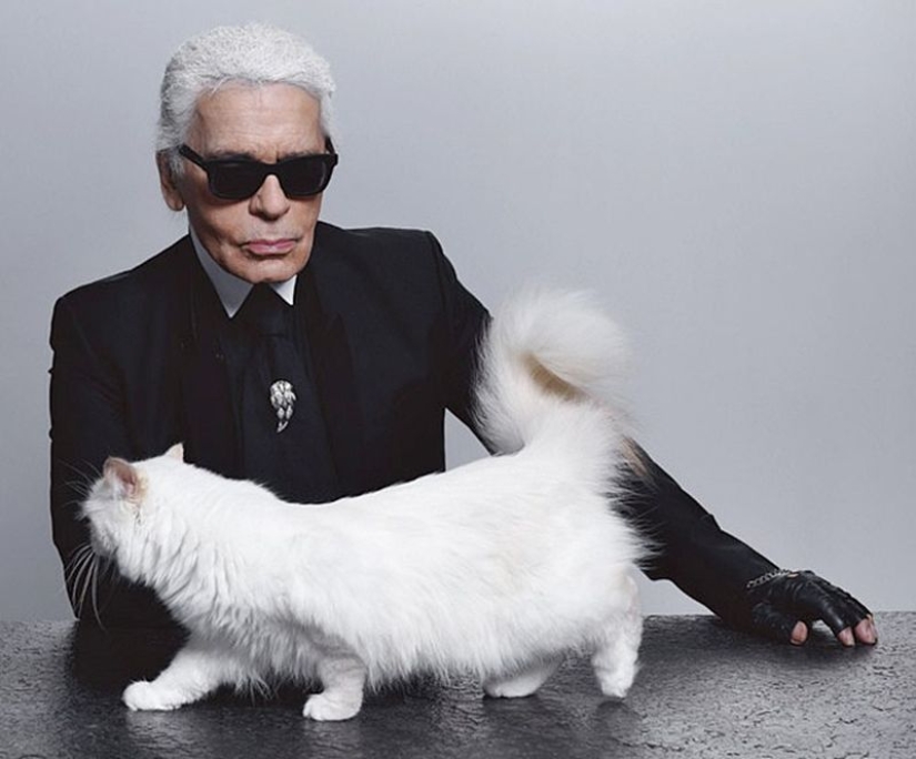 Karl Lagerfeld's cat earned 3 million euros in a year