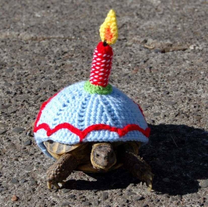 Kathy Bradley knits unusual costumes for turtles