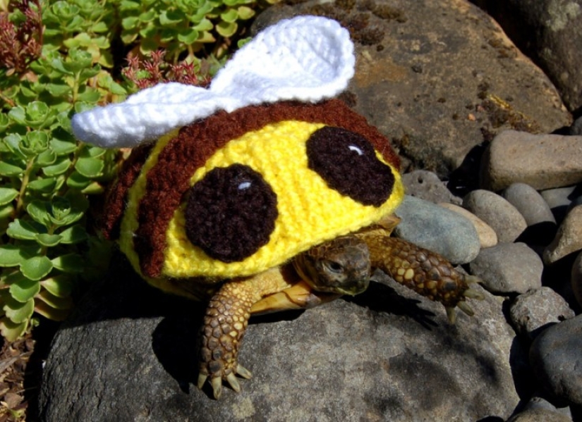 Kathy Bradley knits unusual costumes for turtles