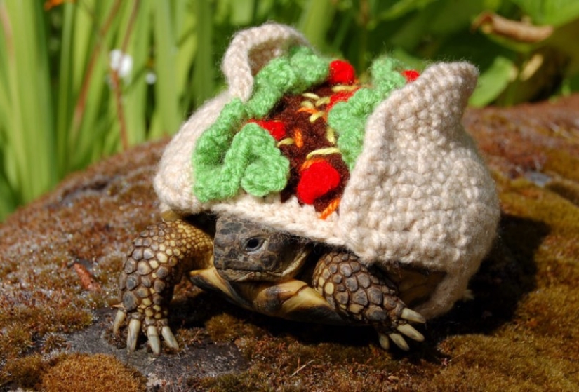 Kathy Bradley teje disfraces inusuales para tortugas
