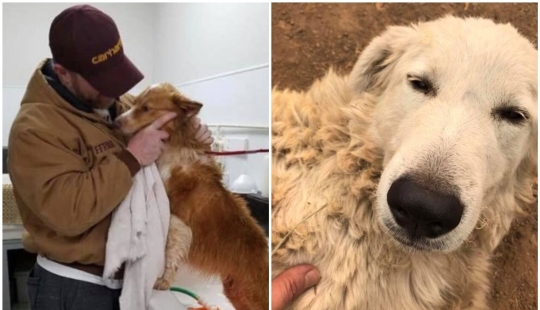 Keep the faith: 20+ touching cases when returned missing dog