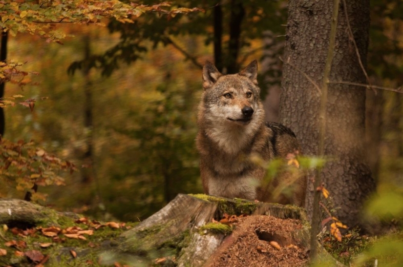 Keepers of the forest post