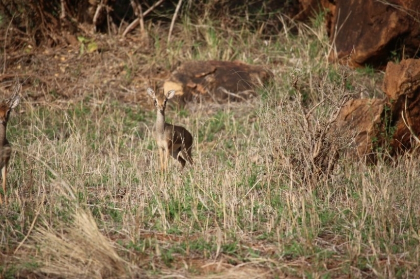 Kenia: dikdik es el antílope más pequeño del mundo