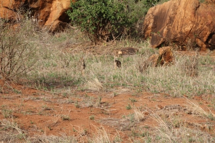 Kenia: dikdik es el antílope más pequeño del mundo