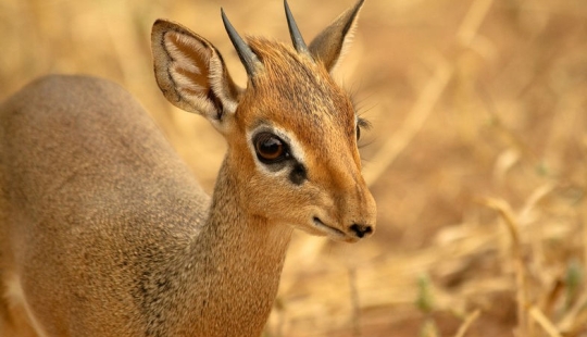 Kenia: dikdik es el antílope más pequeño del mundo