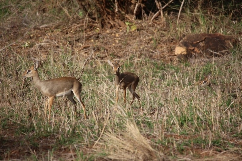 Kenia: dikdik es el antílope más pequeño del mundo