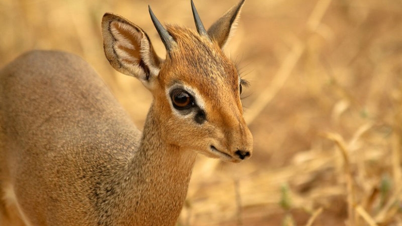 Kenya: dikdik is the smallest antelope in the world