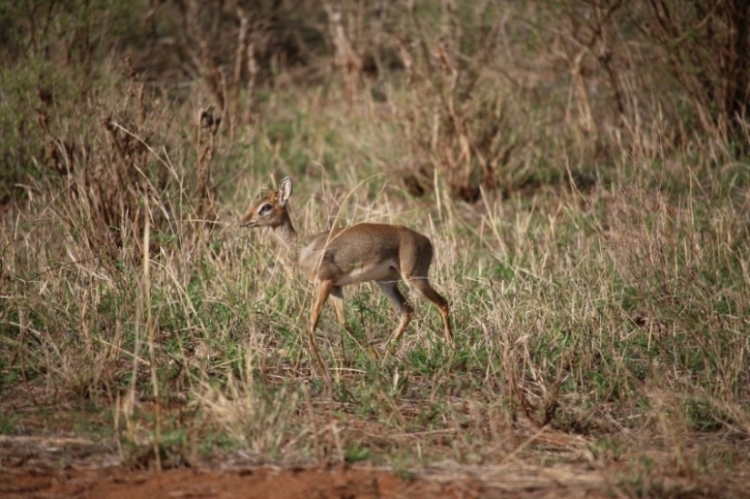 Kenya: dikdik is the smallest antelope in the world