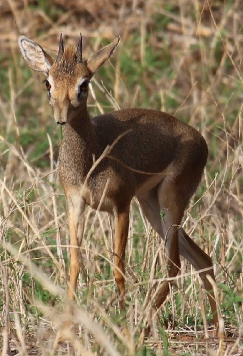 Kenya: dikdik is the smallest antelope in the world