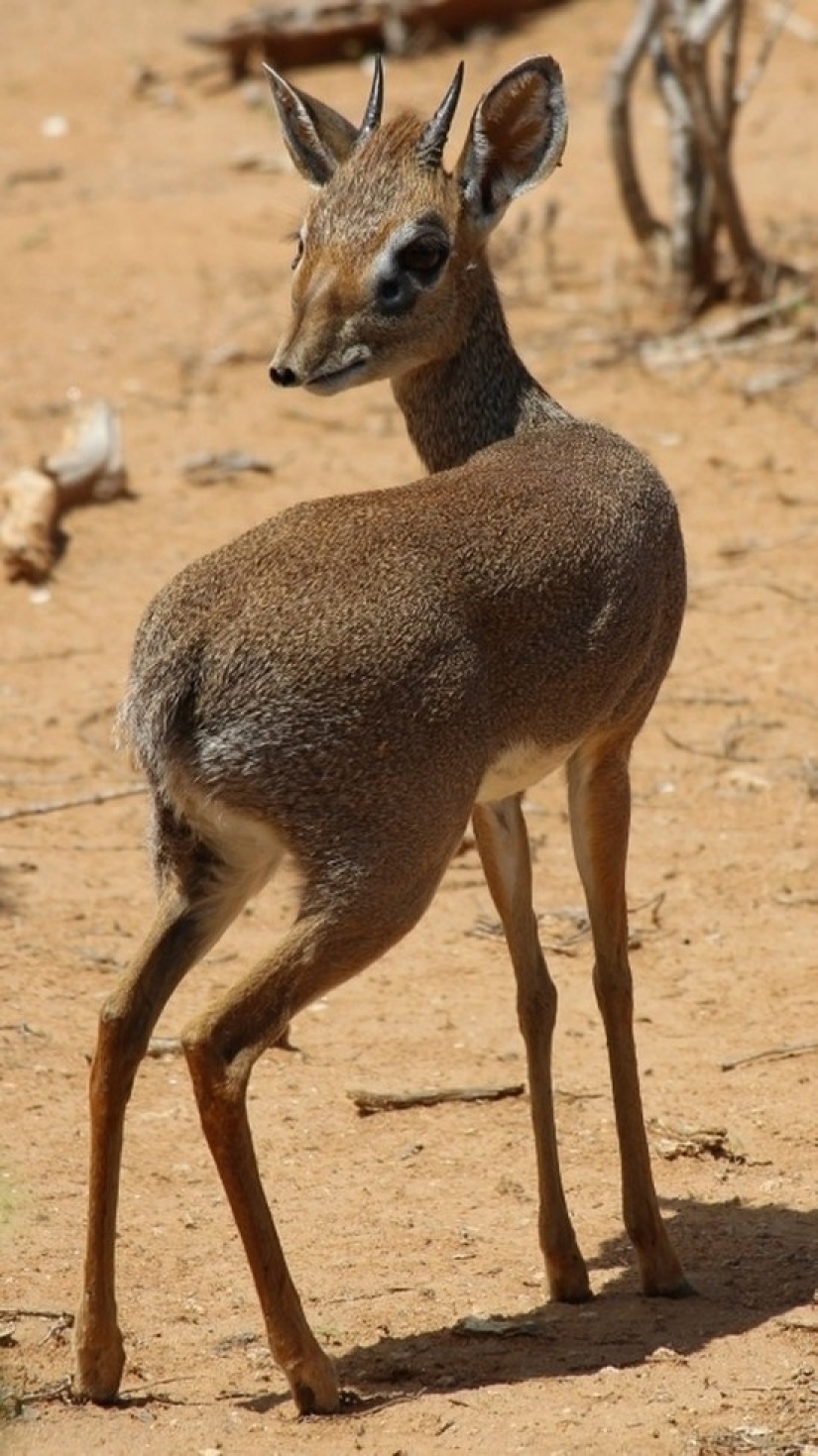 Kenya: dikdik is the smallest antelope in the world