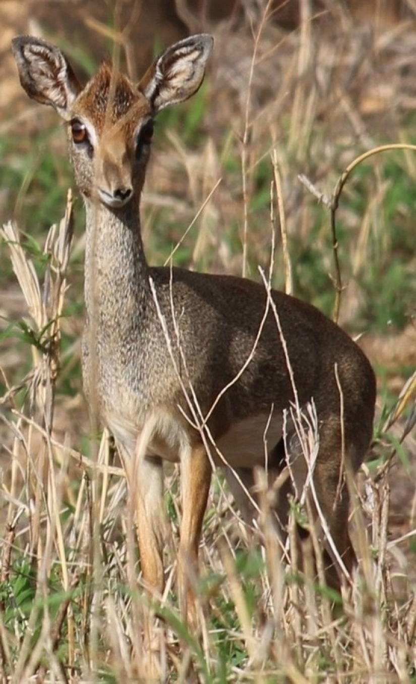 Kenya: dikdik is the smallest antelope in the world