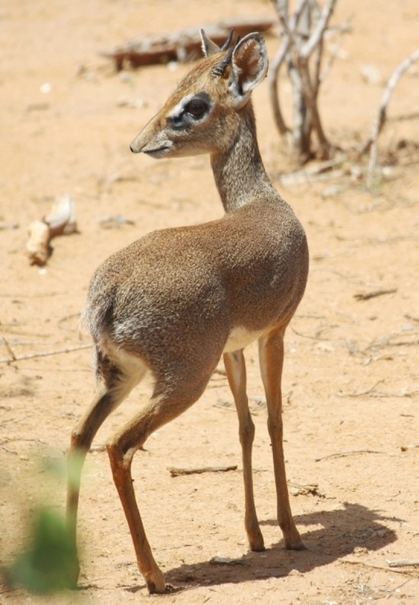 Kenya: dikdik is the smallest antelope in the world