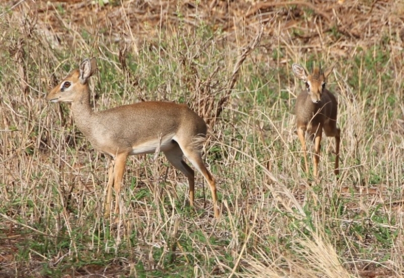 Kenya: dikdik is the smallest antelope in the world