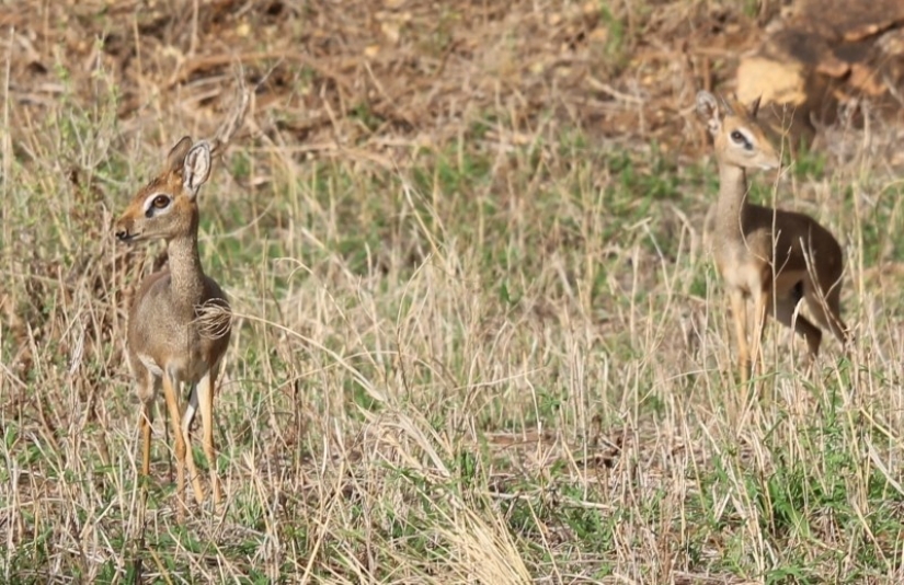 Kenya: dikdik is the smallest antelope in the world