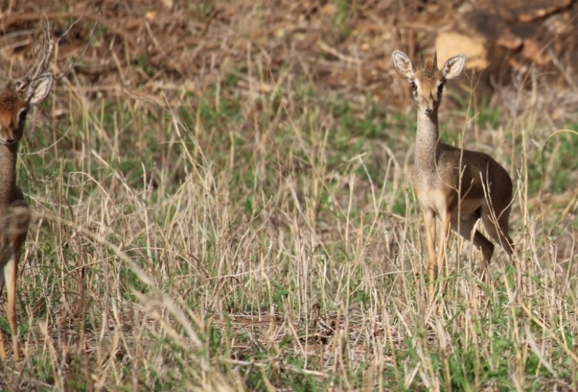 Kenya: dikdik is the smallest antelope in the world