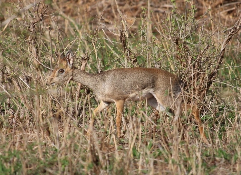 Kenya: dikdik is the smallest antelope in the world