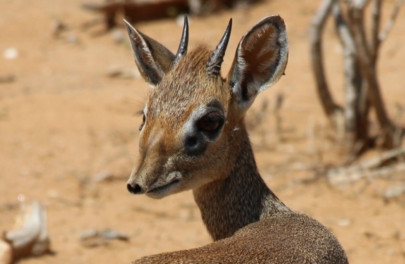 Kenya: dikdik is the smallest antelope in the world