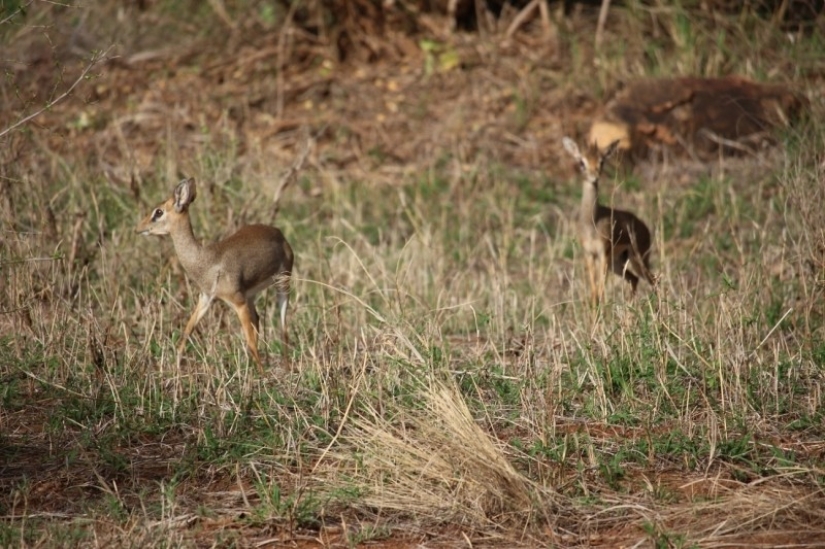 Kenya: dikdik is the smallest antelope in the world