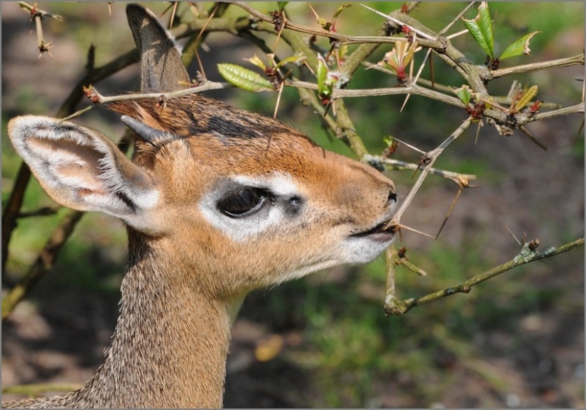 Kenya: dikdik is the smallest antelope in the world