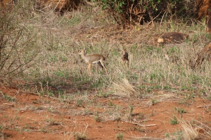 Kenya: dikdik is the smallest antelope in the world