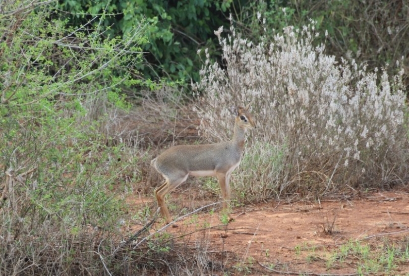 Kenya: dikdik is the smallest antelope in the world