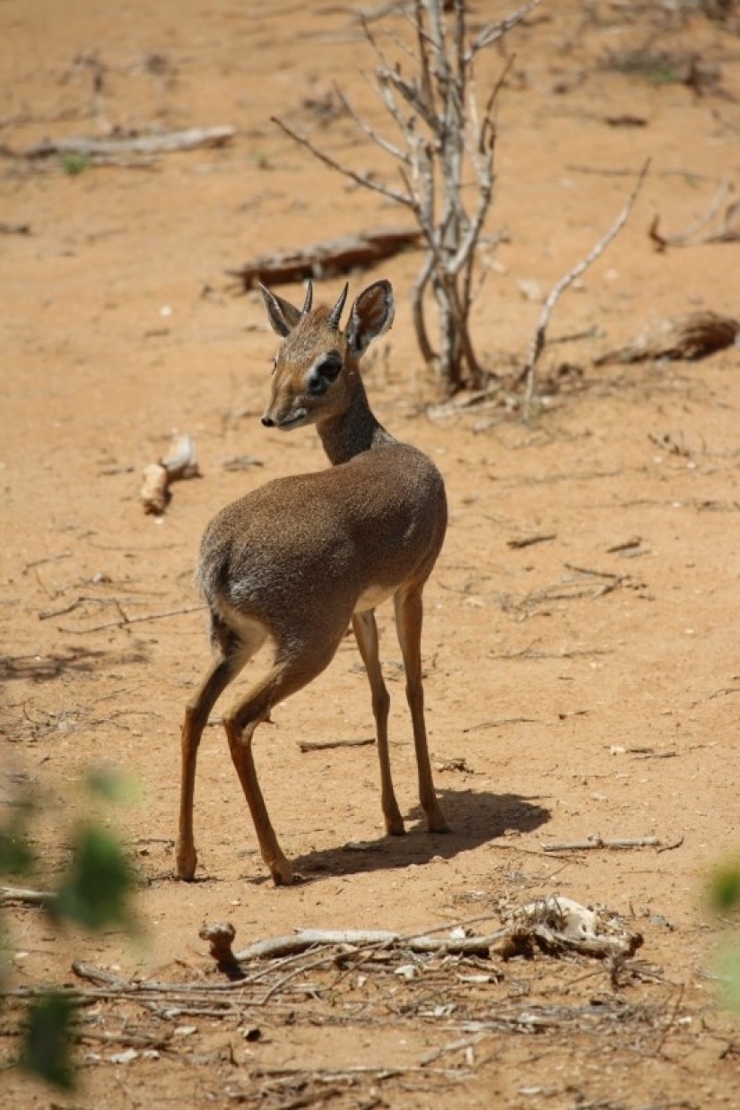 Kenya: dikdik is the smallest antelope in the world