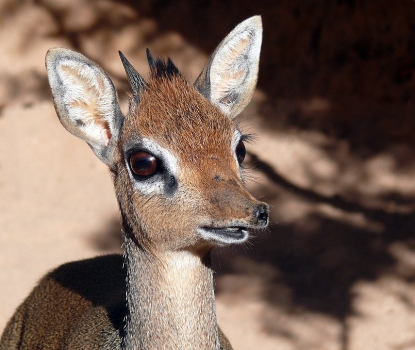 Kenya: dikdik is the smallest antelope in the world