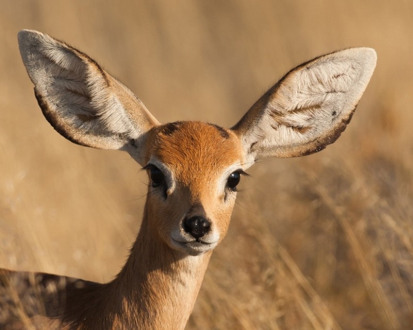 Kenya: dikdik is the smallest antelope in the world