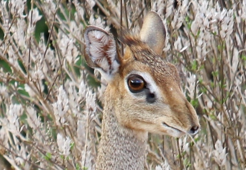 Kenya: dikdik is the smallest antelope in the world