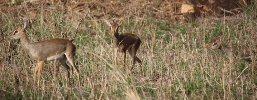 Kenya: dikdik is the smallest antelope in the world