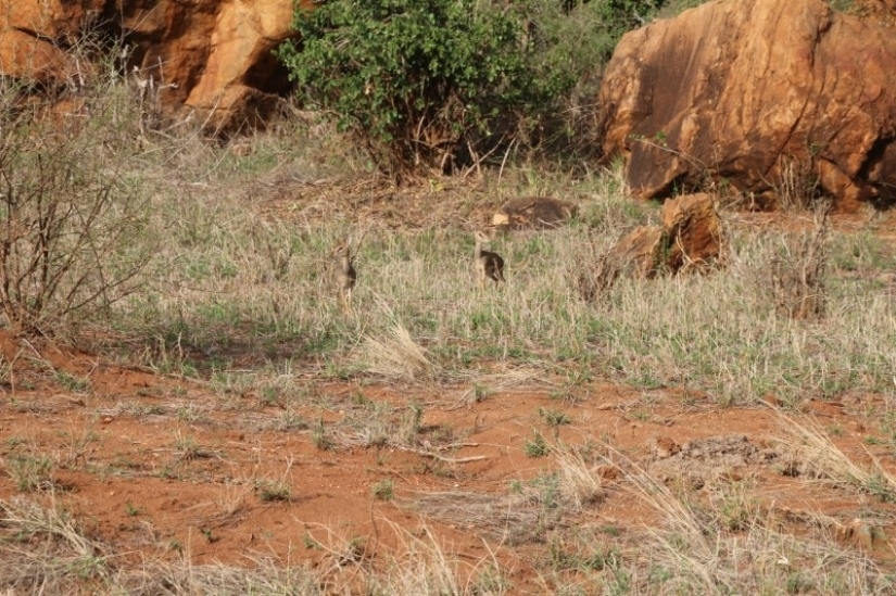 Kenya: dikdik is the smallest antelope in the world