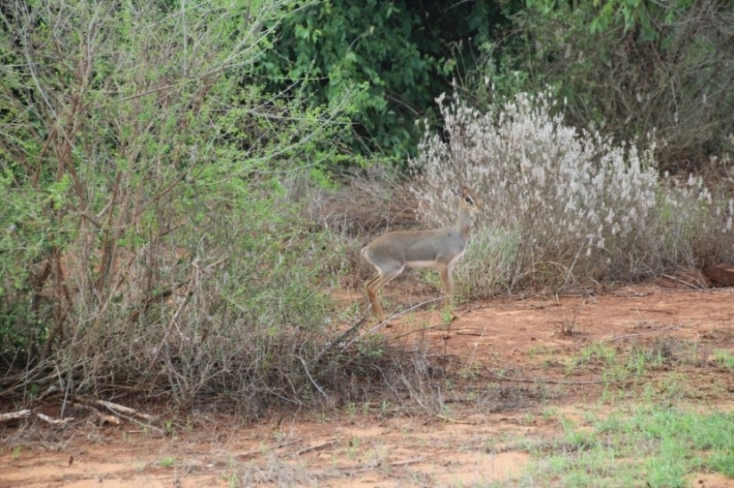 Kenya: dikdik is the smallest antelope in the world