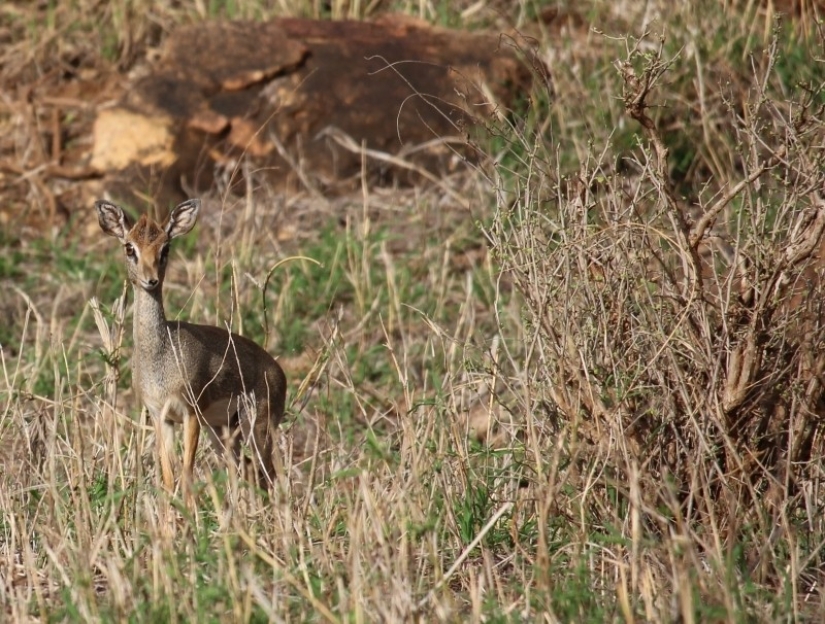 Kenya: dikdik is the smallest antelope in the world