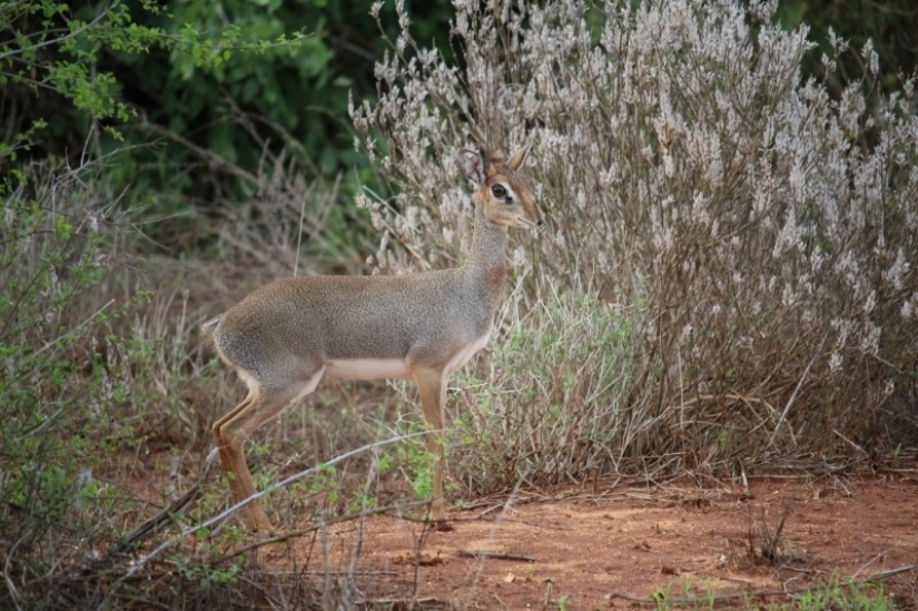 Kenya: dikdik is the smallest antelope in the world