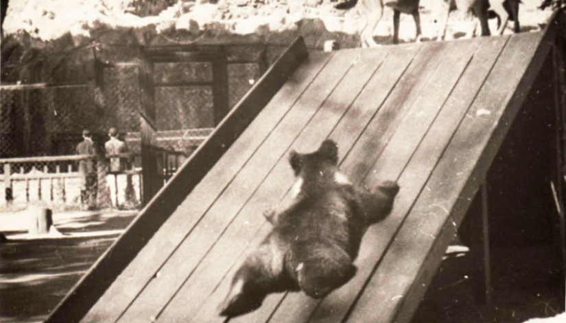 Kids in a cage: 154 years of the Moscow Zoo